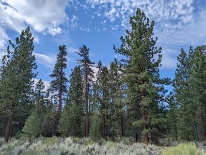 Scars On Bunya Pine Images, Photos Mungfali.
