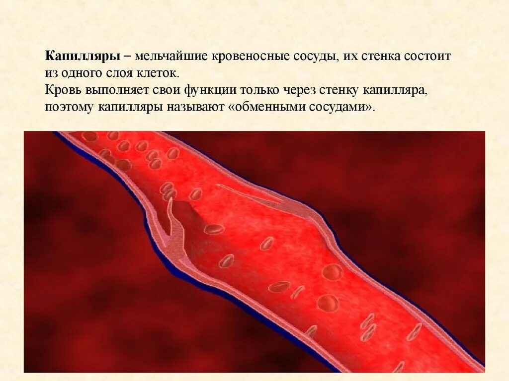 Состоят из 1 слоя клеток. Стенки сосудов капилляров. Стенка кровеносного капилляра.