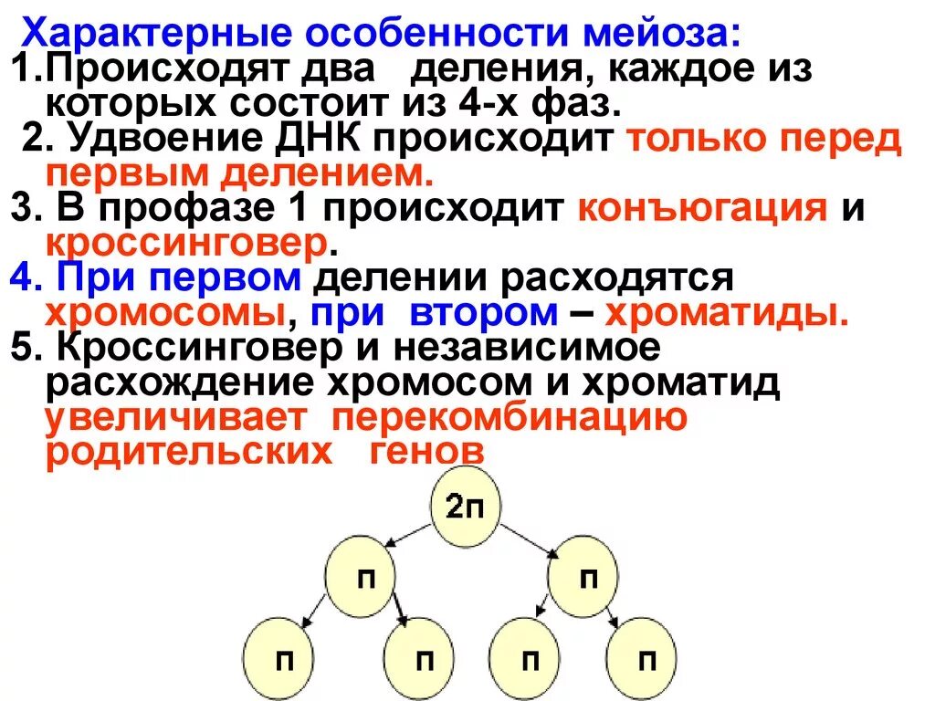 Особенность процесса мейоза