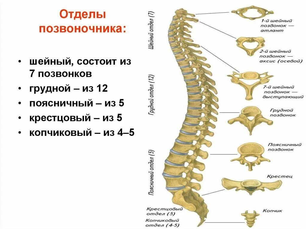 Позвоночник человека 7 позвонок грудного отдела. Шейный позвонок грудной позвонок поясничный позвонок крестец. Шейный отдел позвоночника состоит из 7 позвонков. Позвоночный столб 7шейгый. Сходство отделов позвоночника