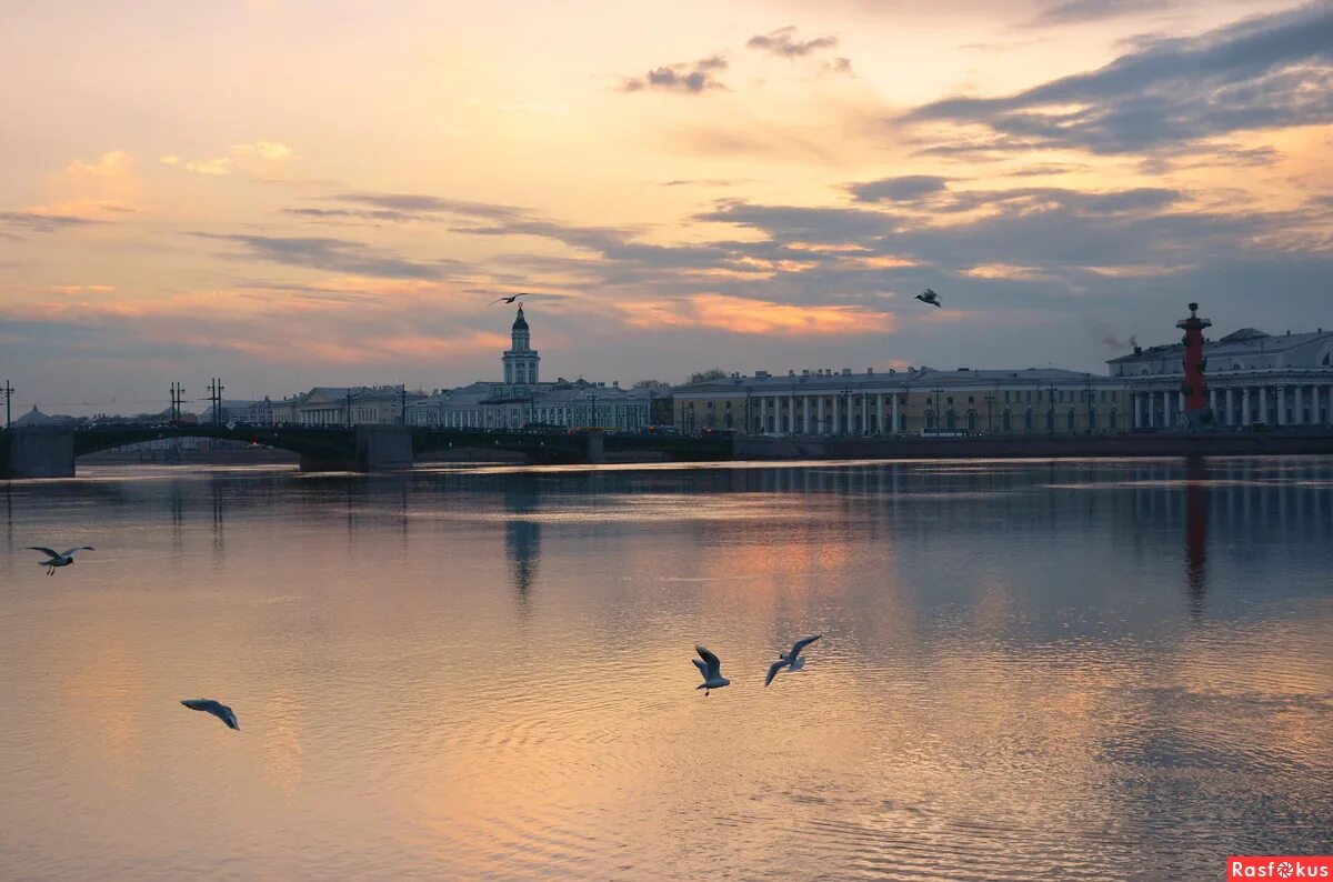 Над невой. Санкт-Петербург Нева Чайки. Самойлова над Невой. Чайка над Невой.