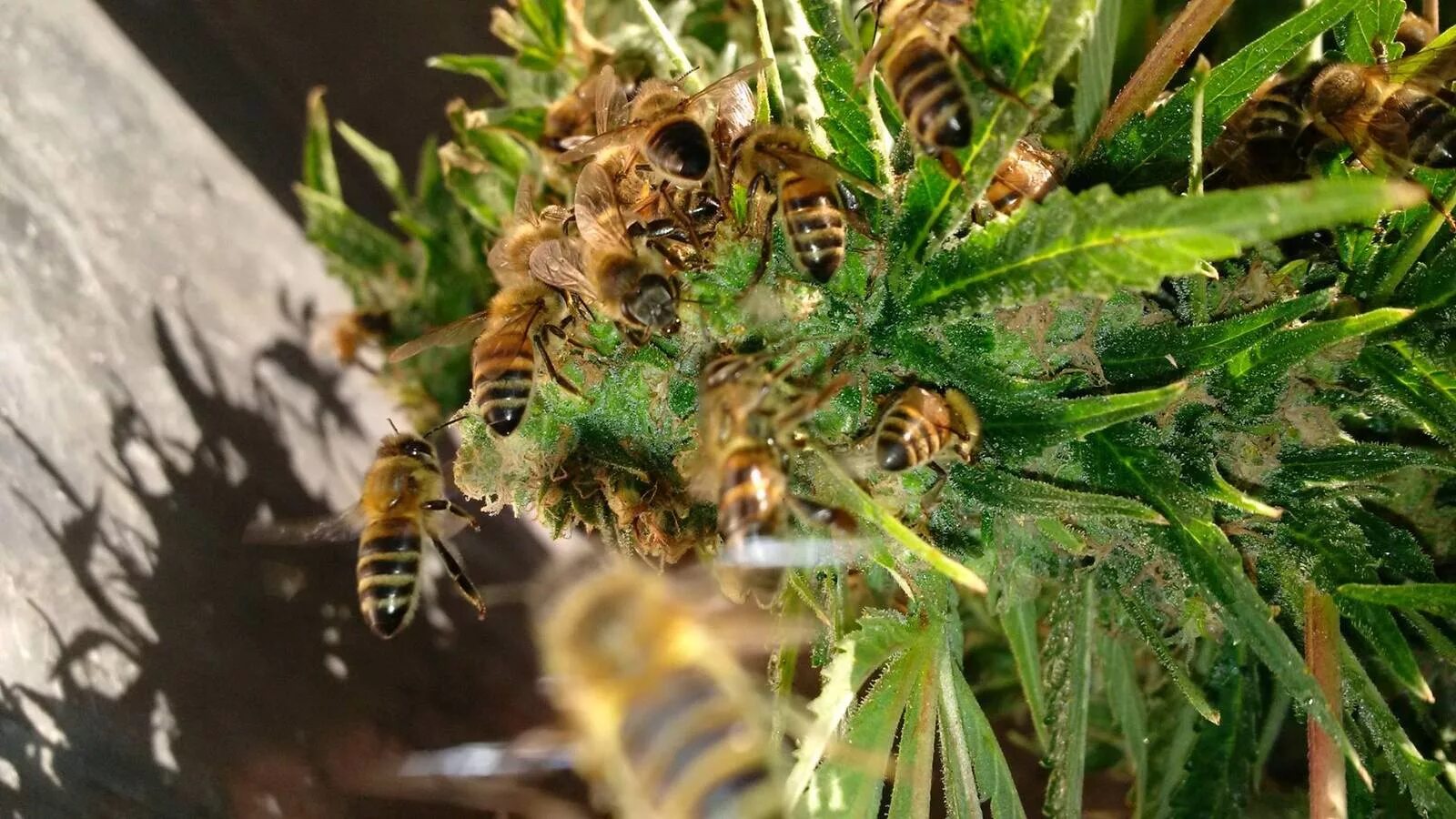 Хвойным пчел. Пчелы и канабис. Конопля насекомое. Насекомые марихуаны. Мед пчелиный конопляный.