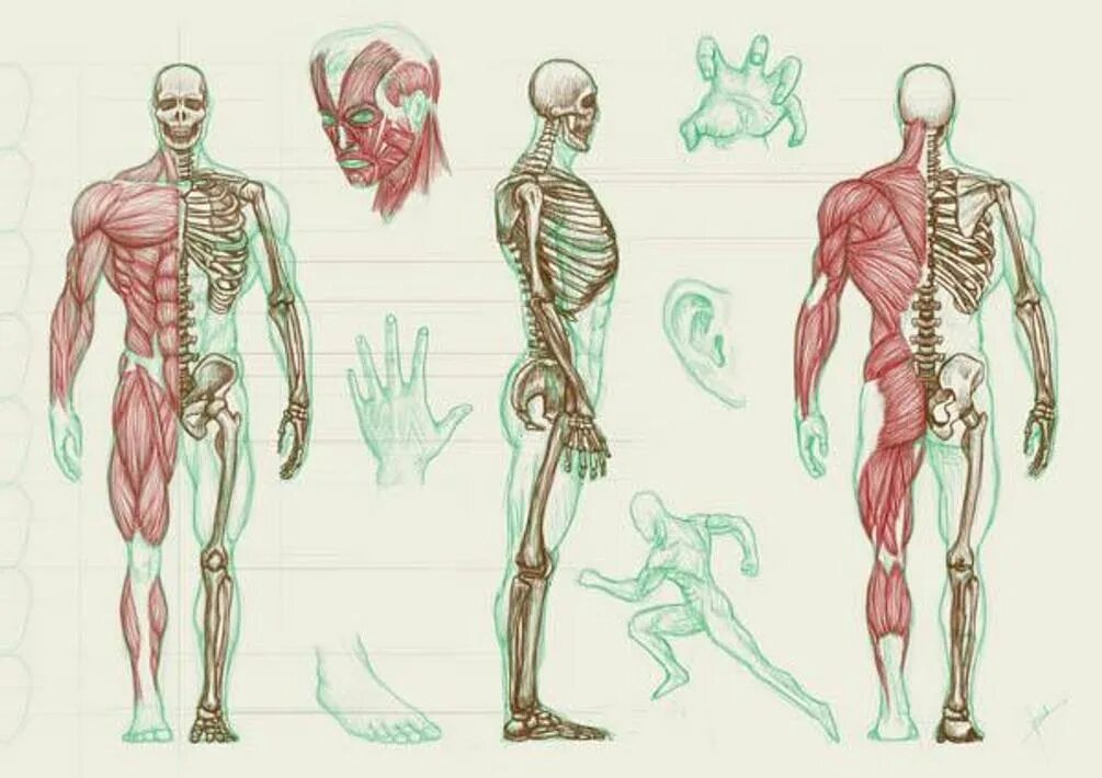 Строение человека вид сбоку. Анатомия тела. Скелет человека с мышцами. Анатомия человека в картинках.