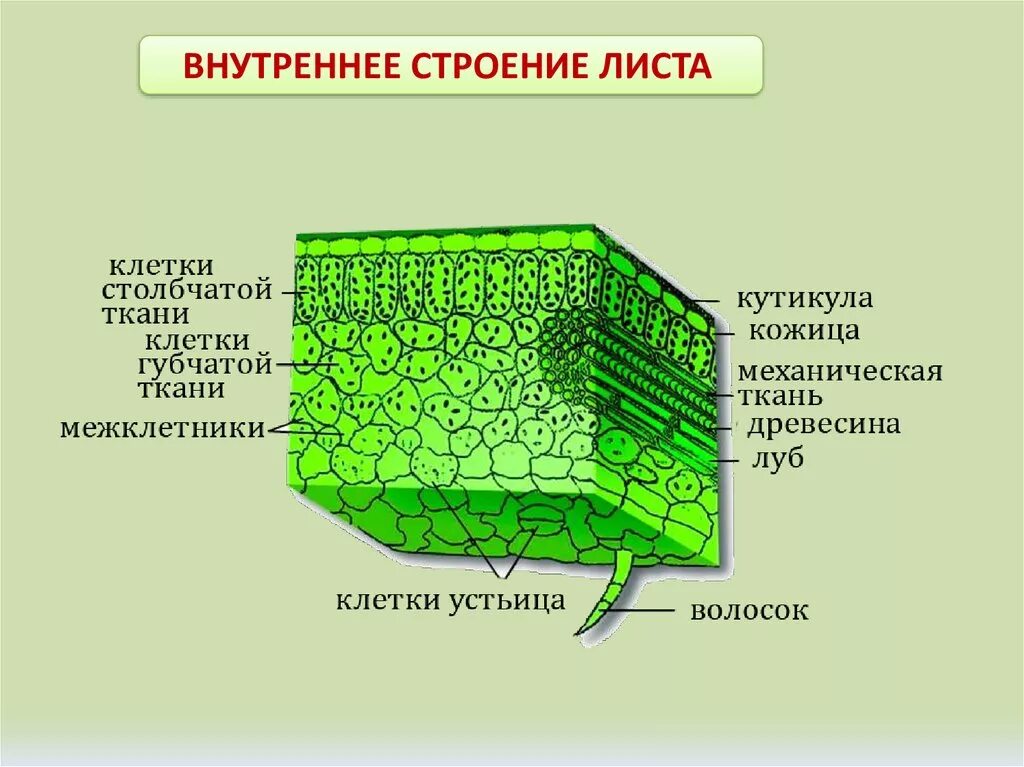 Слой клеток листа