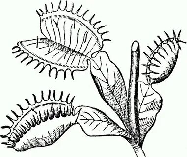 Ботанический рисунок Венерина мухоловка Дионея. 