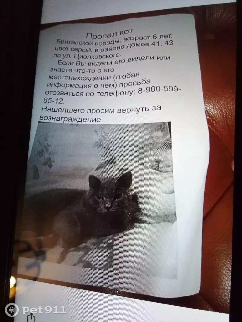 Pet 911. Пропала кошка. Объявление о пропаже. Объявление о пропаже котенка. Объявление о пропаже кошки.