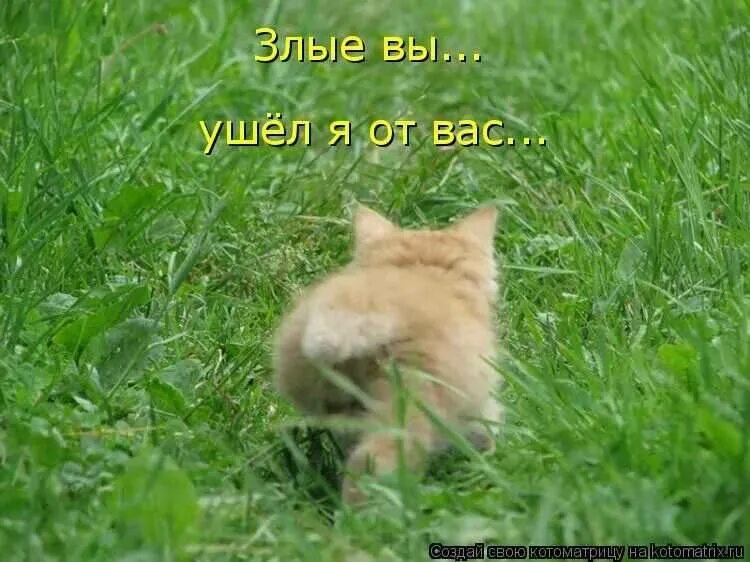 Цитаты про август. Женщина уходит. Девочка с чемоданом и котом. Шмель. Лето август цитаты.
