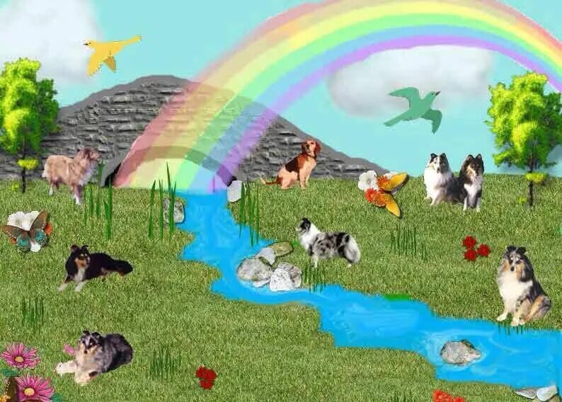 Куда уходят души собак. Собака на радуге. Мост радуги. Мост радуги рай для животных. Мост радуги для собак.