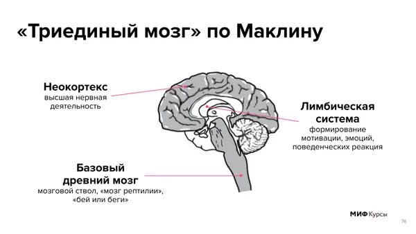 Масса мозга современного человека. Зауропсидный тип мозга характерен. Формы черепа человека. Эволюция человека неандерталец кроманьонец. Объем мозга человека современного человека.