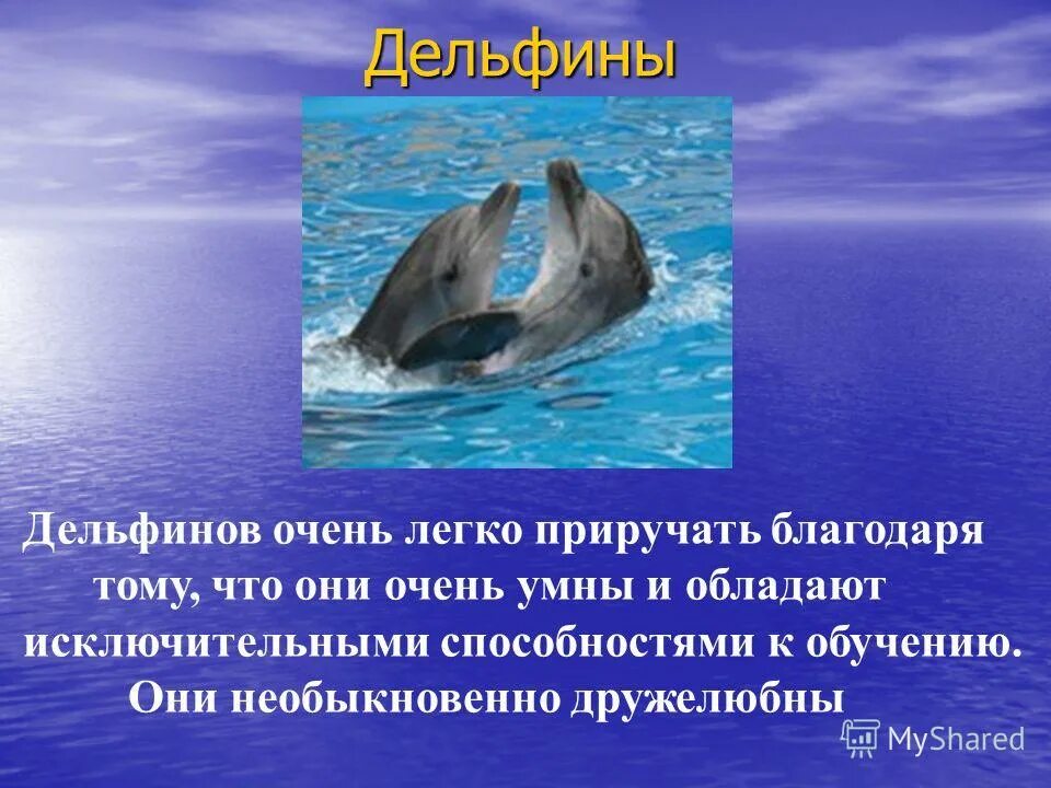 Обитатели океана презентация. Доклад про дельфинов. Доклад о дельфине. Дельфины презентация. Презентация про дельфинов.
