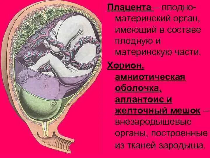 Плацента статьи. Структура плаценты. Строение ворсин хориона. Плацентарный барьер строение гистология. Источник развития плаценты.
