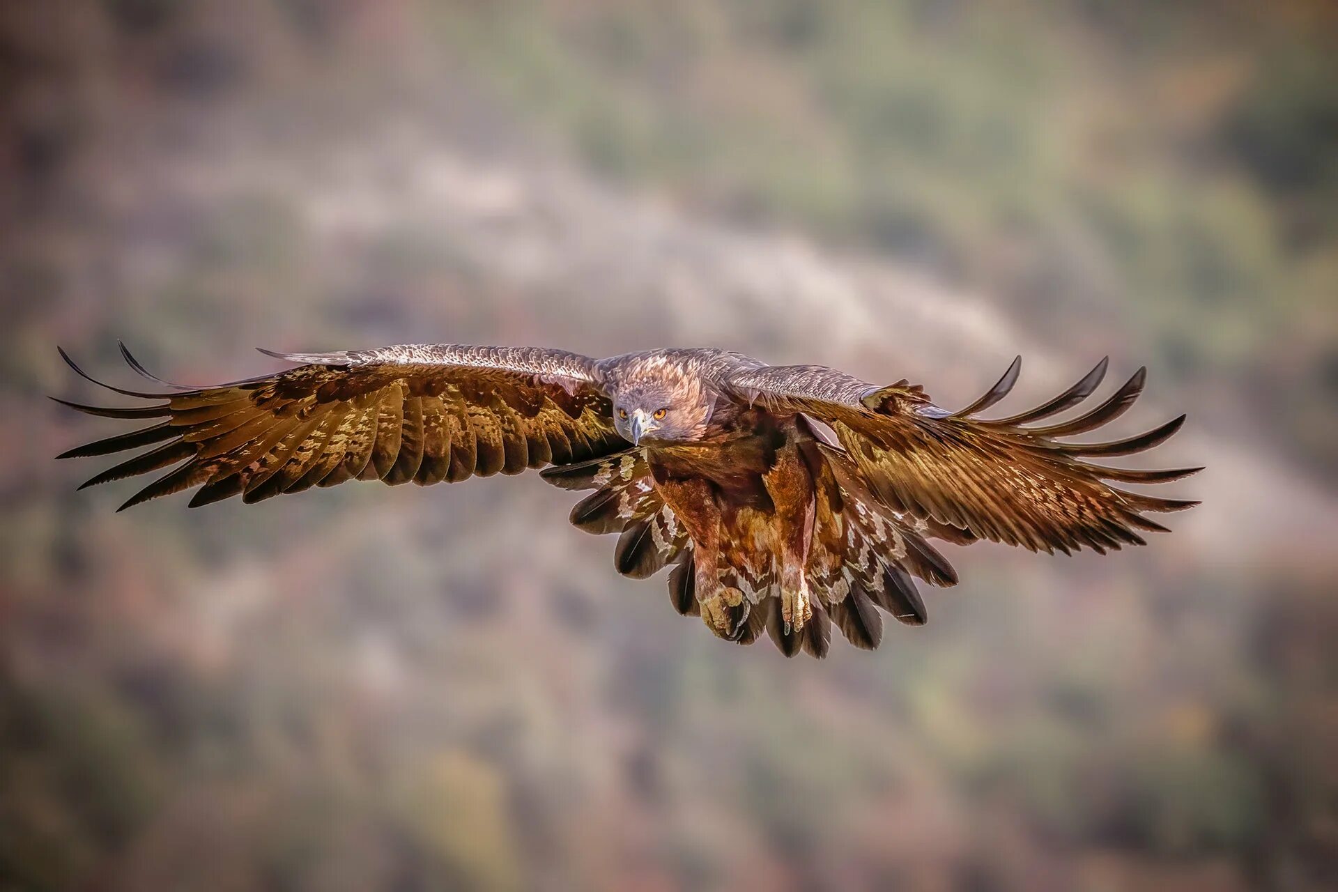 Беркут Aquila chrysaetos. Большой орёл Беркут. Aquila chrysaetos. Самый красивый Орел. Самых красивых орлов