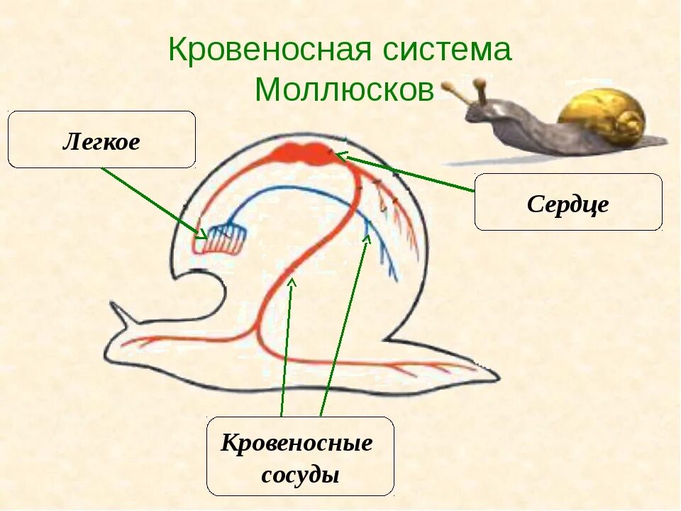 Тип моллюски сердце