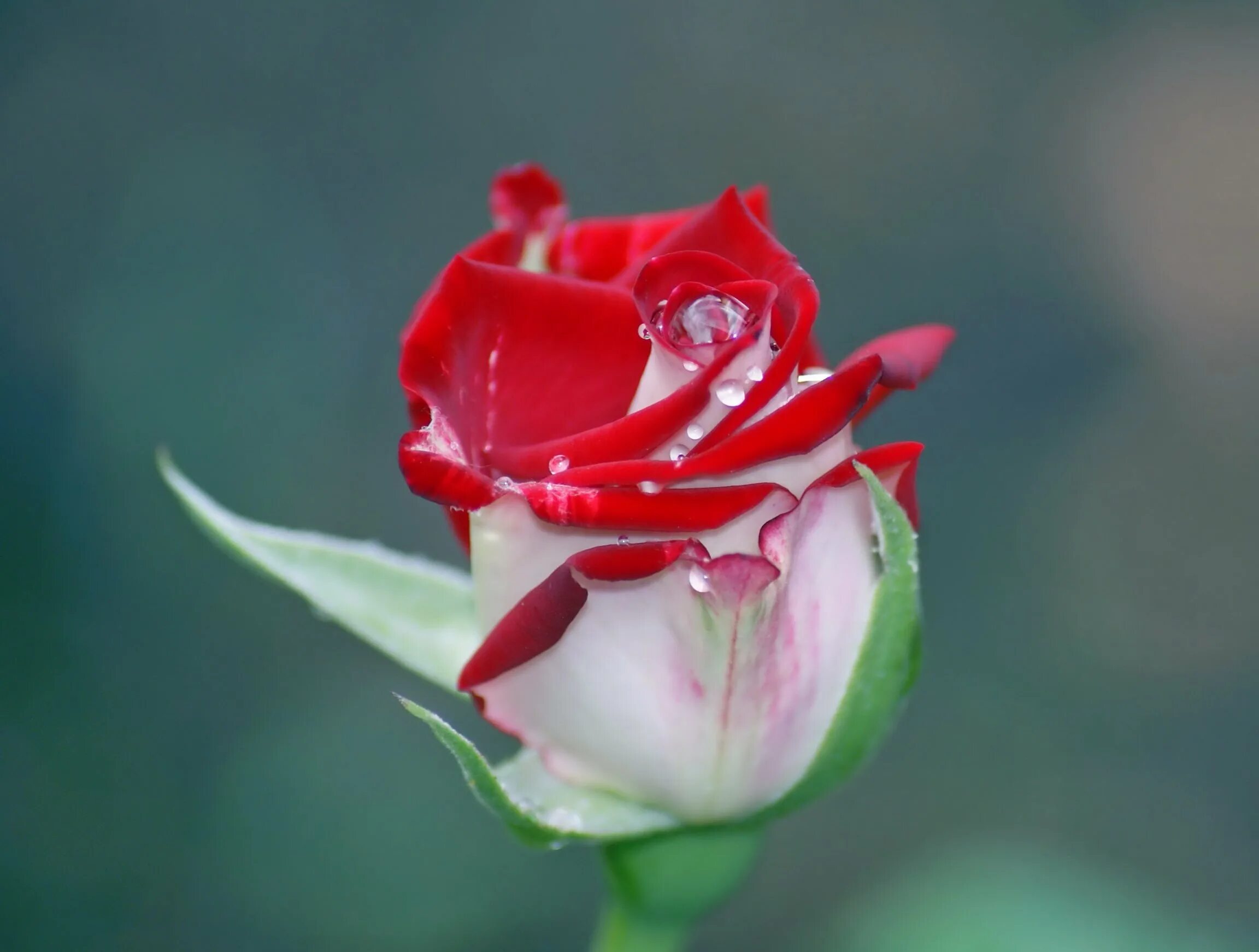 Красивые розы. Один цветок. Красивые бутоны роз. Замечательные розы