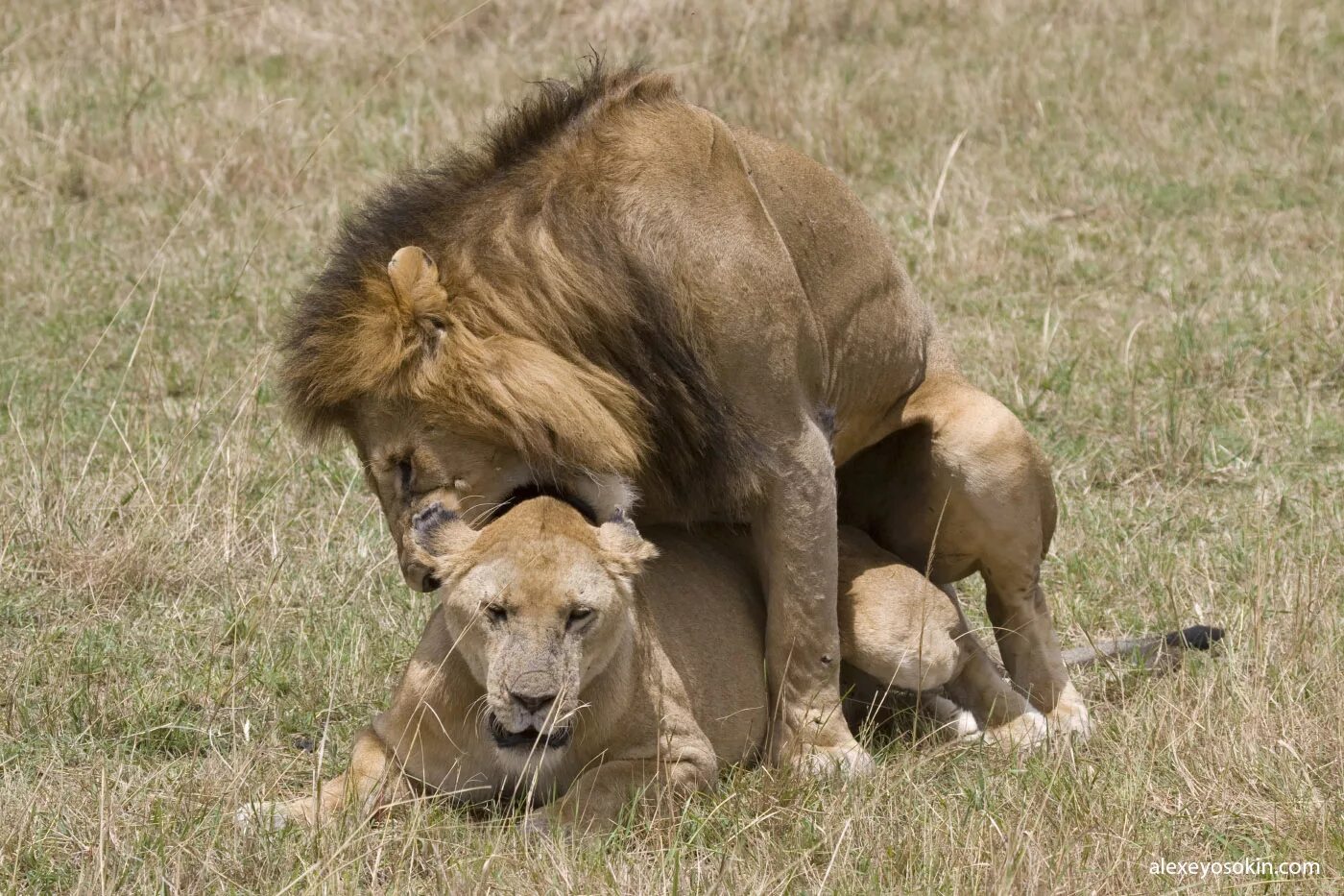 гоняет самку. лев спаривается с самкой. животные спариваются. гоняет самку. львы сношаются.