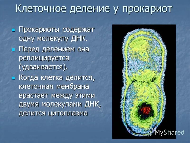 Появление первых прокариотических клеток