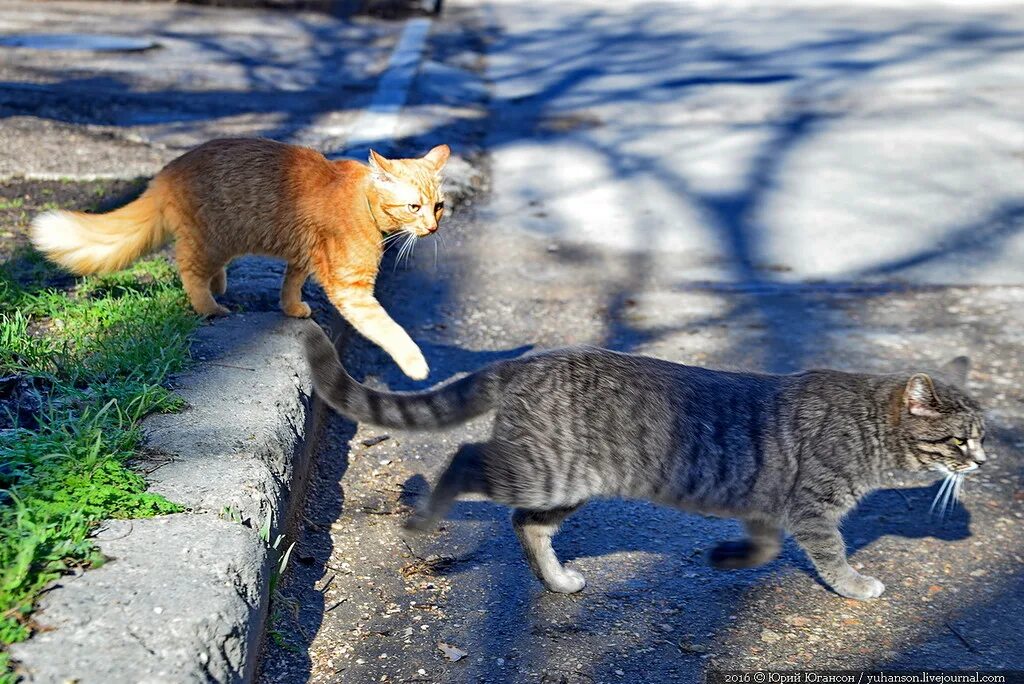 Купить кошку севастополь. Севастопольские коты. Коты Севастополь. Коты адмиралы. Смешные картинки Севастопольские коты.