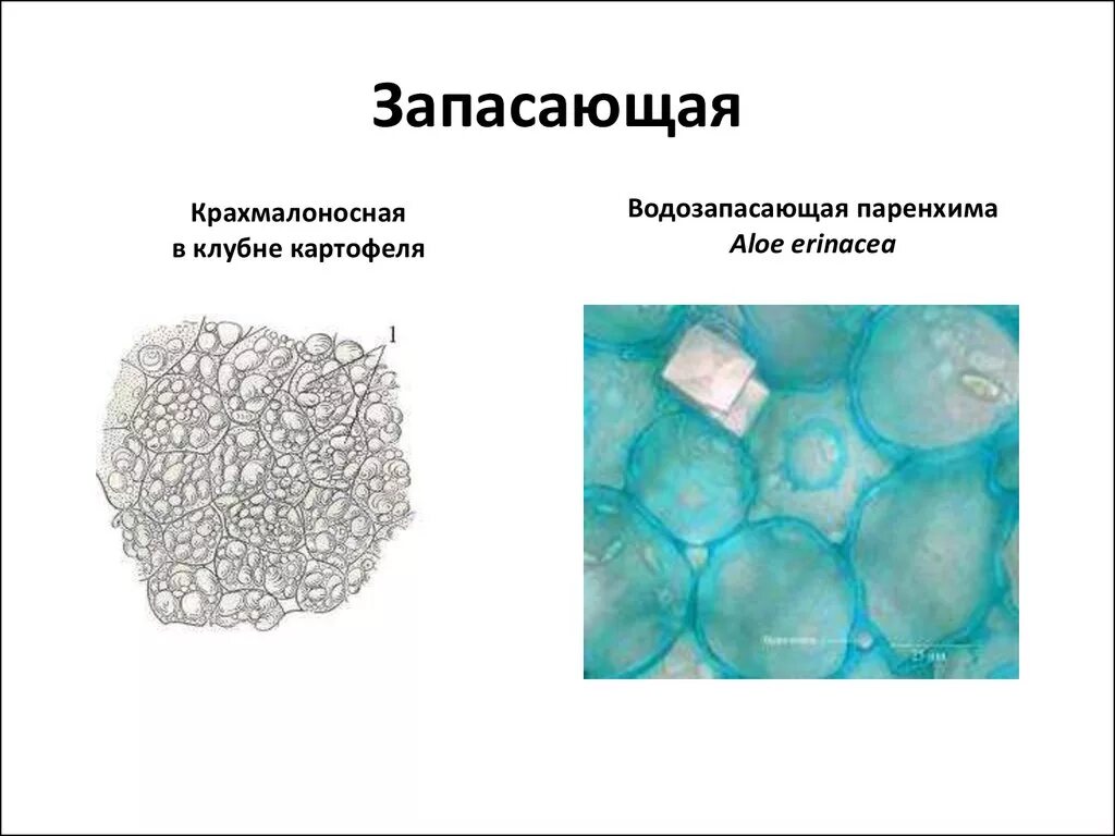 Запасная ткань растений. Строение запасающей ткани растений. Запасающая ткань паренхима. Основная запасающая ткань растений. Запасающая паренхима ткань растений.