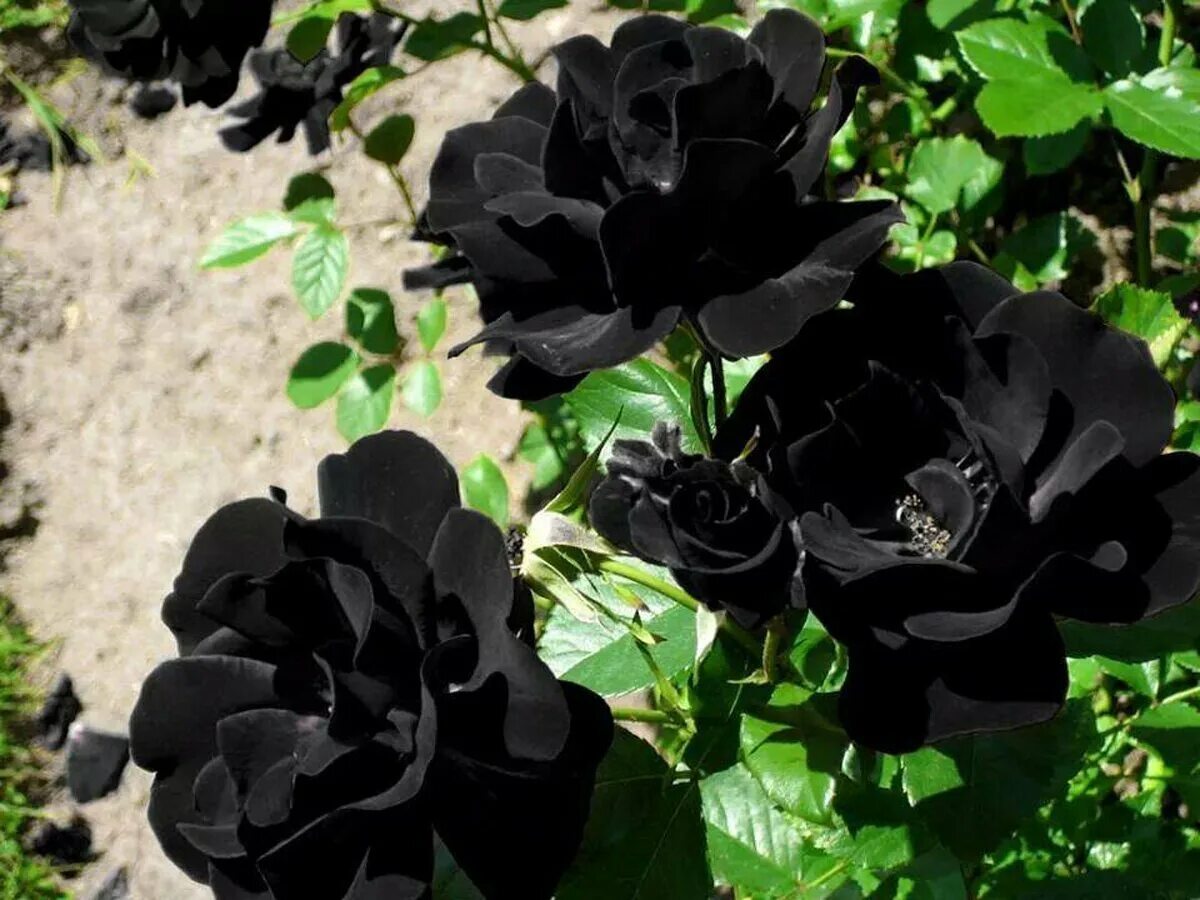 Черный могучий. Черные розы Халфети.