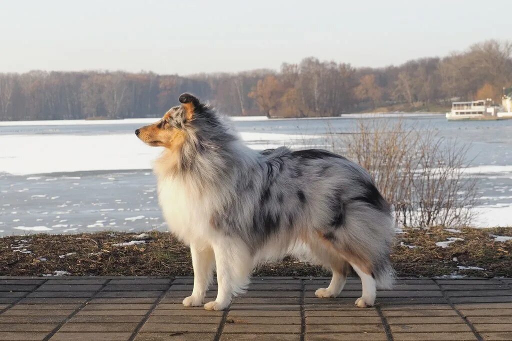 форум колли и шелти. колли шелти рыжая. форум колли и шелти. колли шелти. шелти пятнистая.