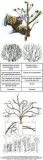 Как вырезать жимолость осенью