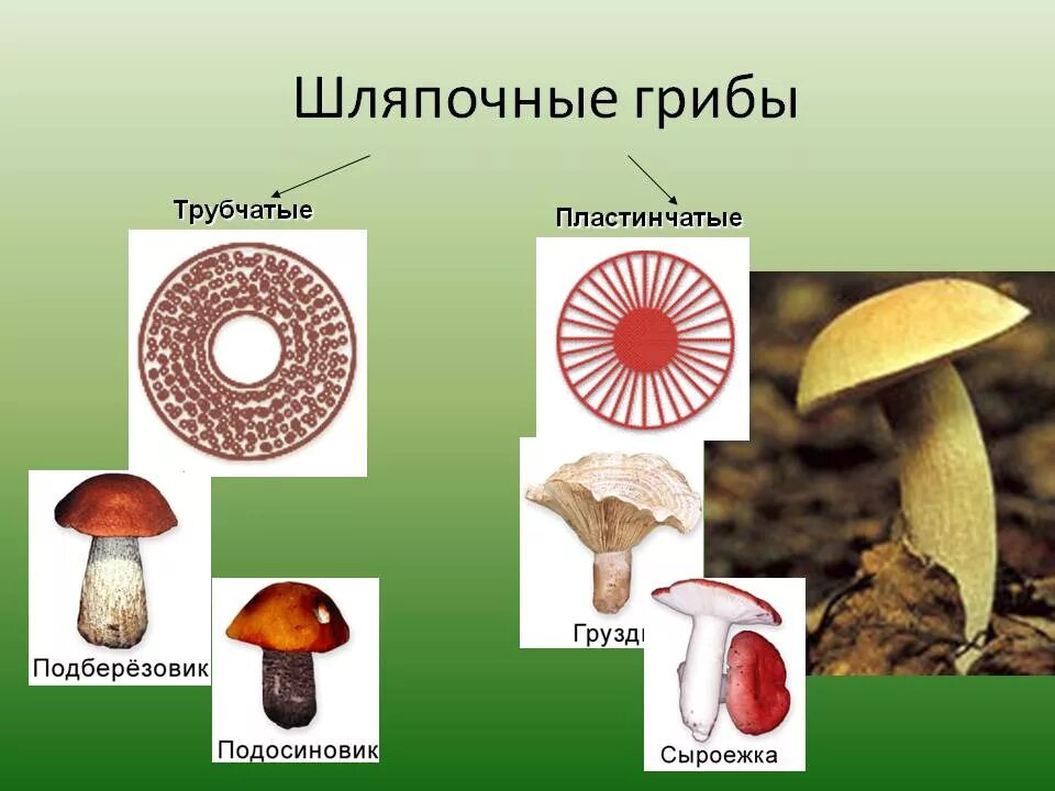Шляпочные грибы трубчатые и пластинчатые. Многообразие шляпочных грибов. Шляпочные грибы биология. Шляпочные трубчатые грибы Шляпочные пластинчатые грибы. Трубчатые это какие