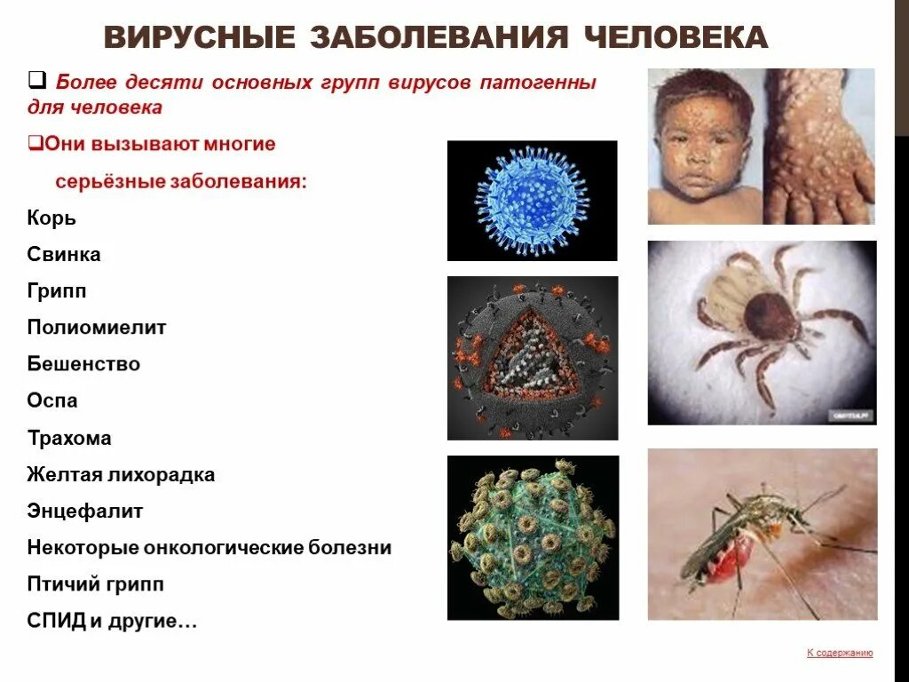 Вирусные заболевания. Вирусные заболевания человека. Заболевания вызываемые вирусами. Заболевания вызываемые вирусами у человека. 3 вирусных заболеваний человека