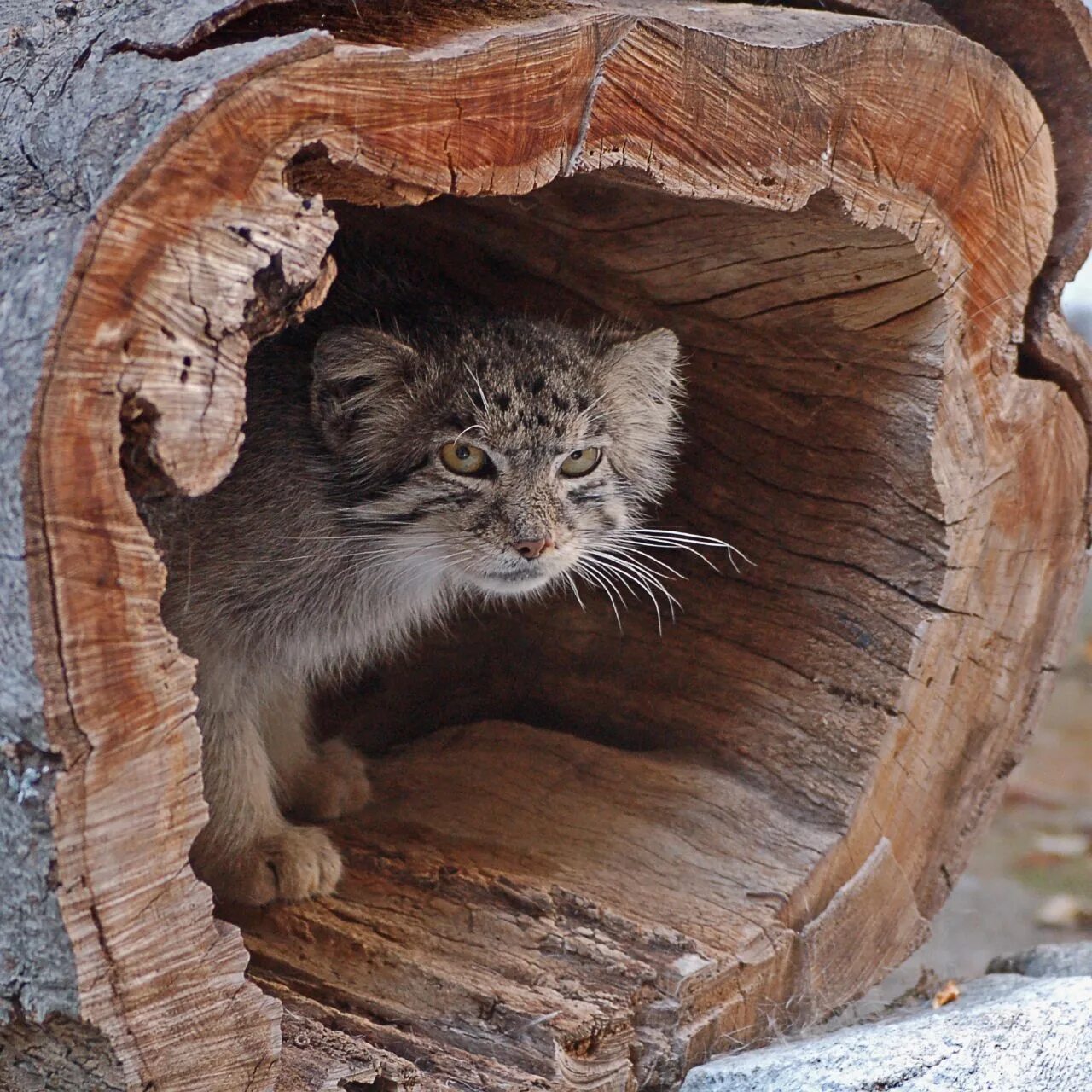Кот живущий на дереве. Кот манул. манул в норе. манул малыш. кот манул домашний.