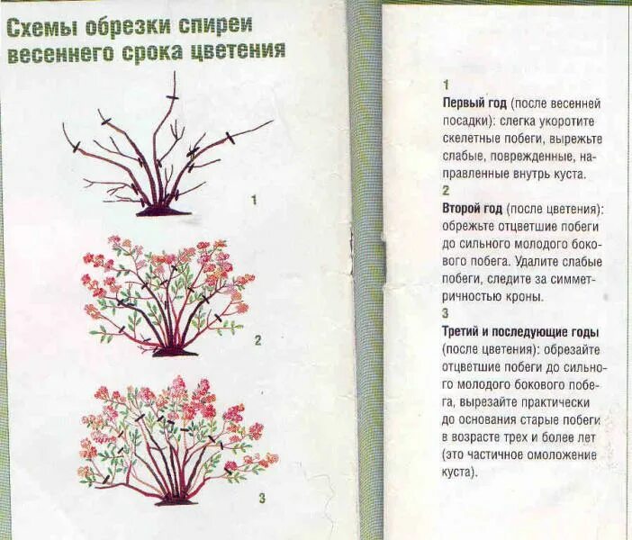 Обрезка весеннецветущей спиреи. Спирея Грефшейм обрезка весной. Обрезка спиреи весной. Спирея японская обрезка весной.