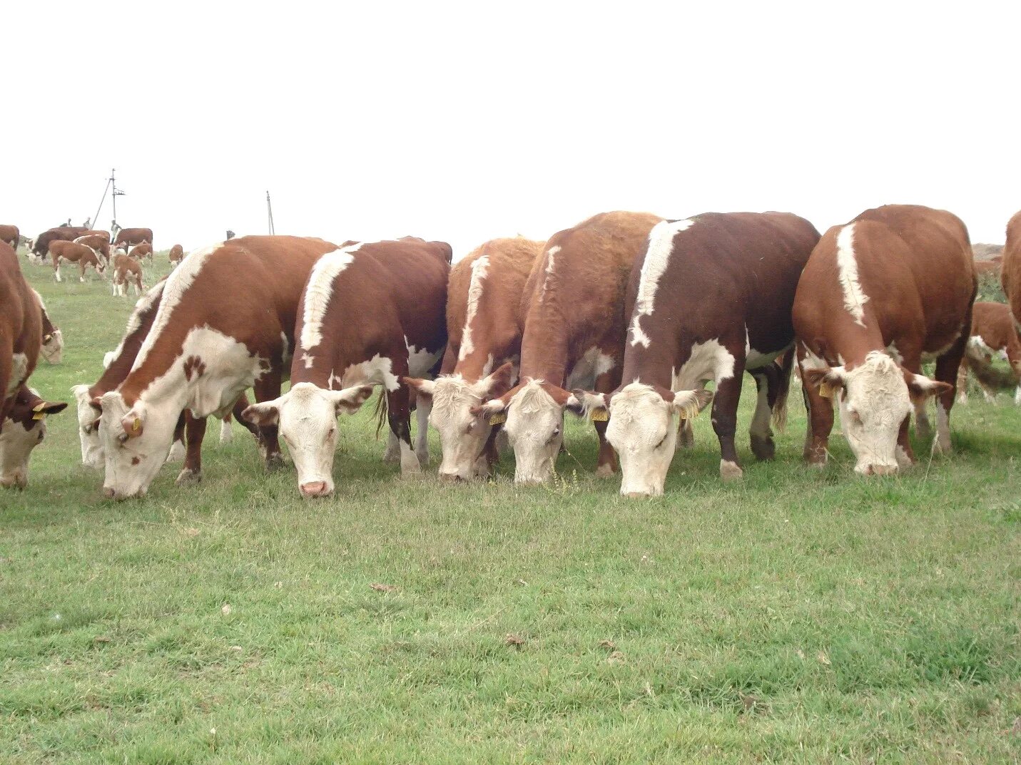 породы мясо-молочного направления продуктивности крс. коровы молочных пород голштинская. породы крс молочного направления продуктивности. джерсейская порода коров. породы крс мясо-молочного направления в россии.