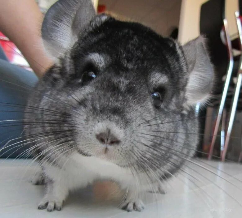 шиншилла стандарт. малая длиннохвостая шиншилла. шиншилла серая. шиншилла серая. шиншилла серый стандарт.