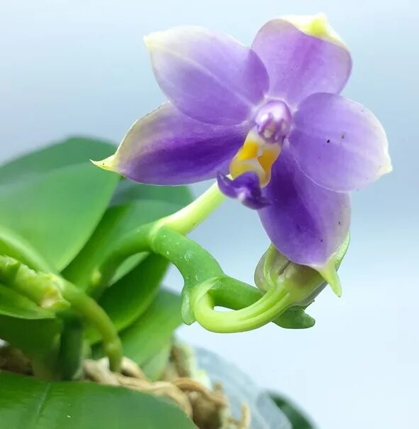 Сиб цветок. Phalaenopsis samera. Samera Blue Орхидея. Phalaenopsis samera var Blue x sib. Фаленопсис Беллина Блю.