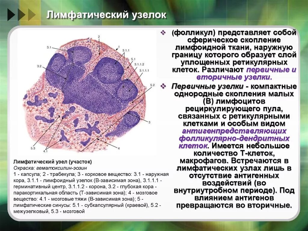 Первичные фолликулы лимфатического узла это. Структуры лимфатического узла гистология. Лимфоидные фолликулы селезенки гистология. Герминальный центр лимфатического узла.