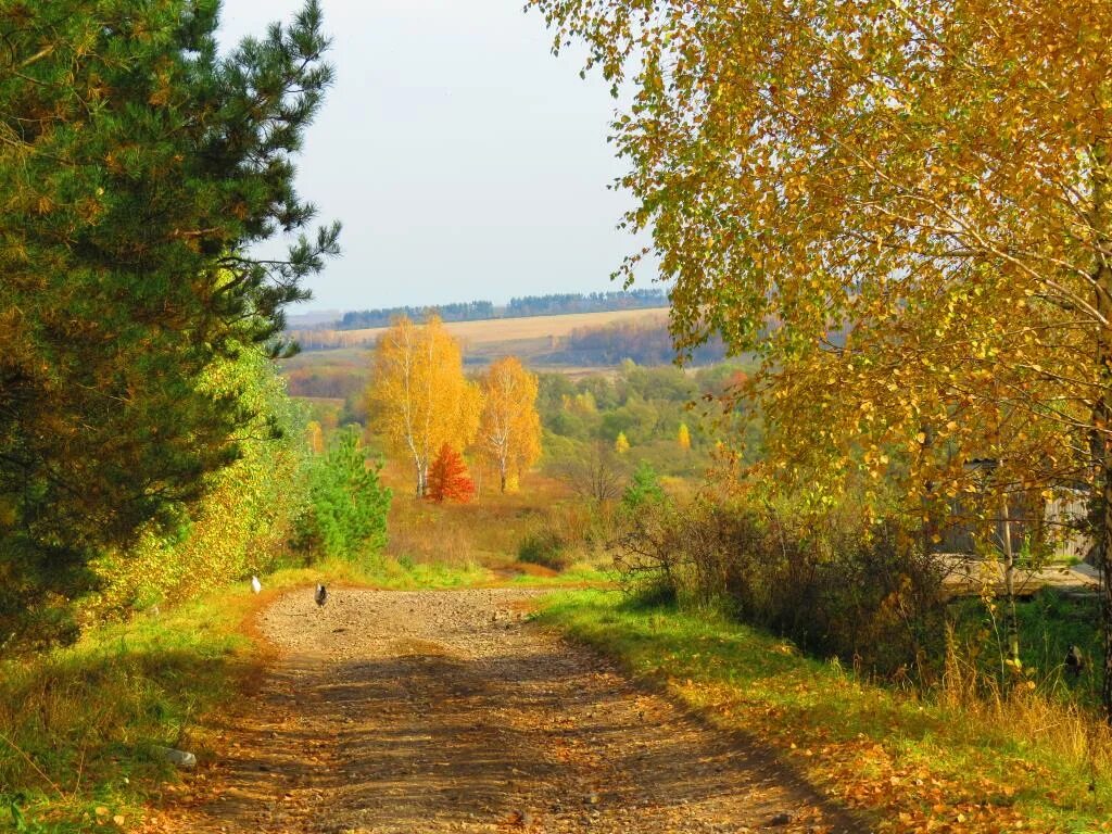 Осень в деревне. Золотая осень в деревне. Октябрь в деревне. Сельская дорога.