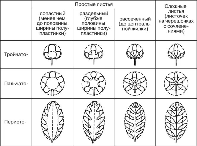 Типы расчленения пластинок простых листьев. Типы расчлененности листовых пластинок. Формы сложных листовых пластинок. . Типы расчленения пластинки простого листа и типы сложных листьев. Четыре формы листа