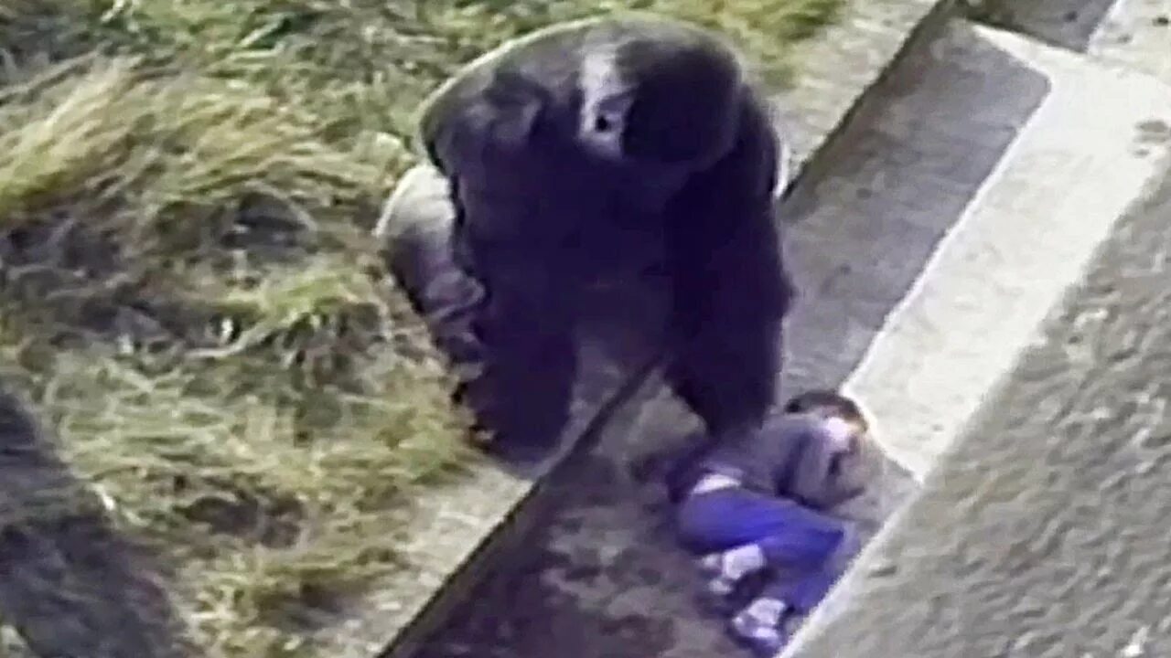 Тетя горилла если хотите стать сильными детки. Горилла и мальчик в зоопарке. Зоопарк Брукфилд 1996 горилла. Горилла спасла ребенка в зоопарке.