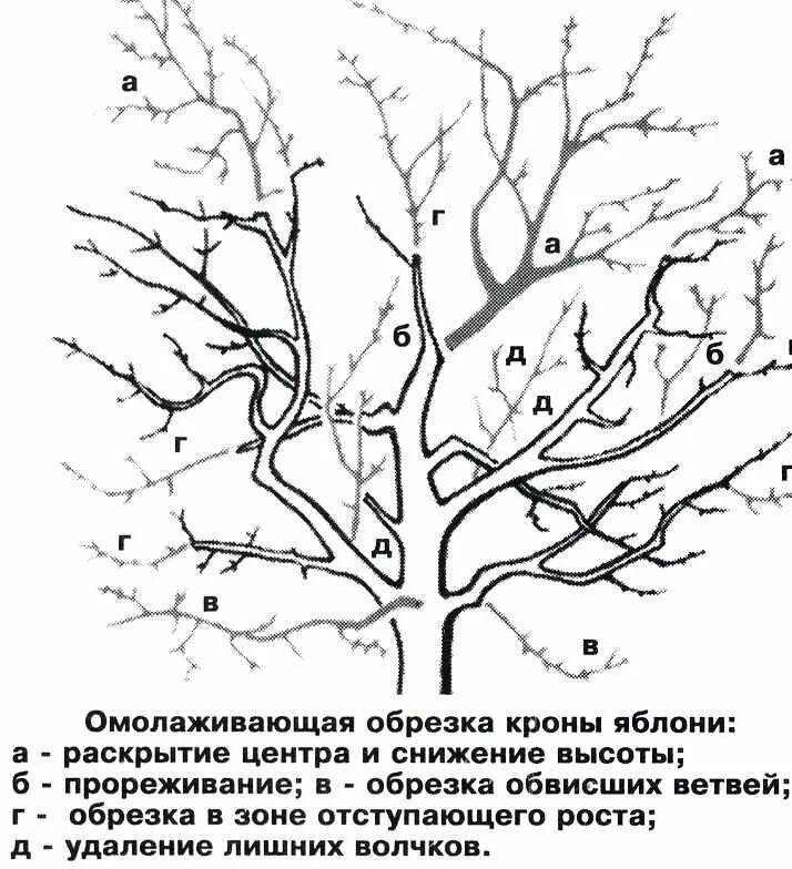 Схема омолаживающей обрезки яблони. Омоложение яблони схема обрезки. Схема обрезки плодовых деревьев весной. Омоложение яблони весной схема.