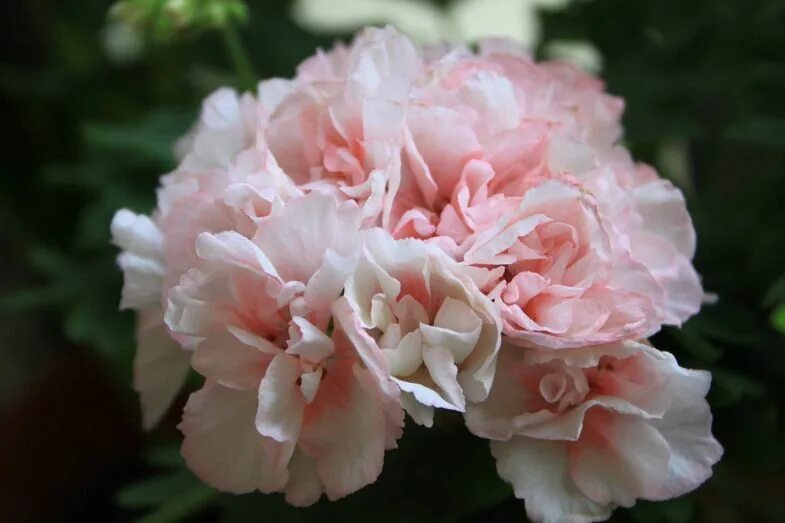 Эдвард элеганс пеларгония. Пеларгония эдвард кристина. Пеларгония эдвардс бланш. Пеларгония edwards. Пеларгония edwards.