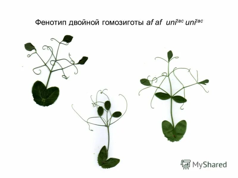 Фенотипы листа. Фенотипы листа. Форма листовой пластинки гороха. Фенотипы листа. Виды листьев у гороха.