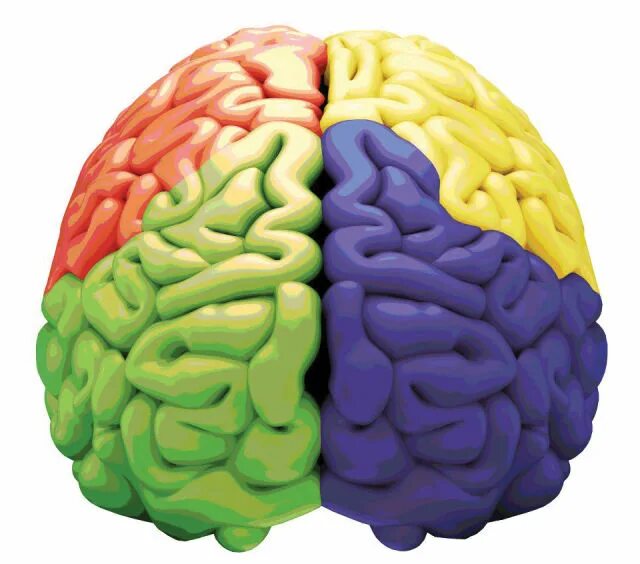 Colored brains. Разноцветный мозг. Мозг в подарок. Мозги в подарок. Мозг человека цветной.