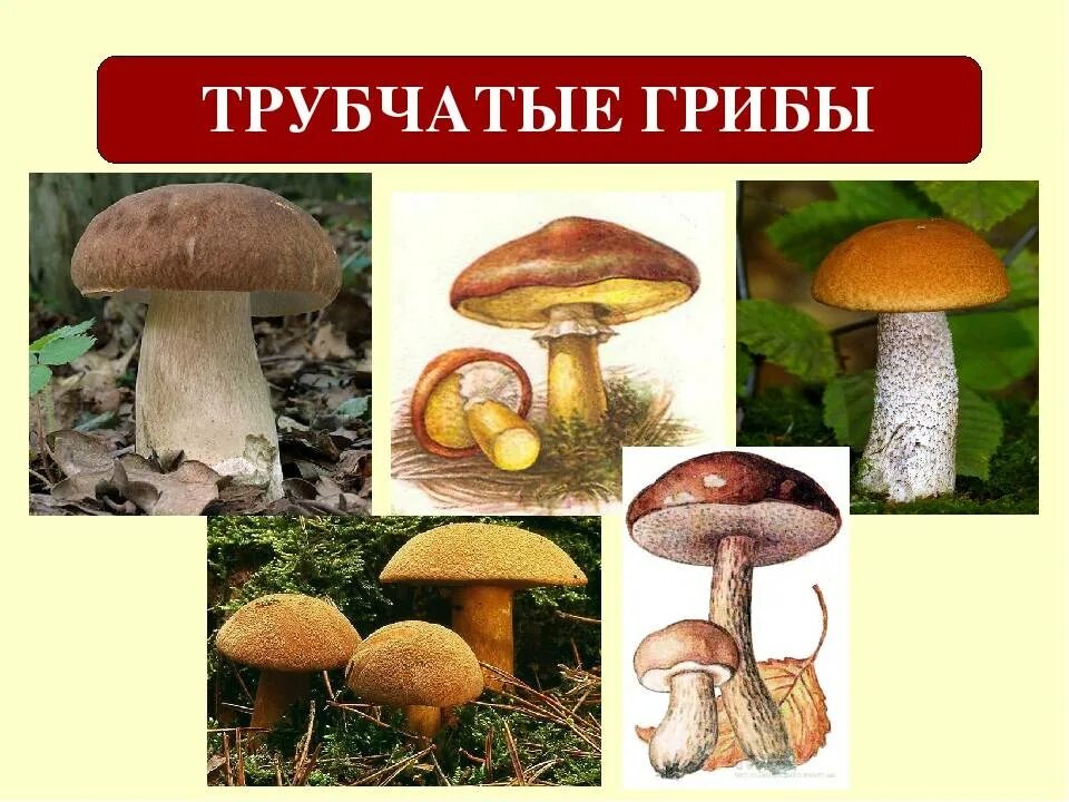 Трубчатые грибы съедобные и несъедобные. Шляпочные пластинчатые грибы съедобные. Съедобные и несъедобные грибы пластинчатые и трубчатые. Трубчатые ядовитые грибы названия. Представители трубчатых