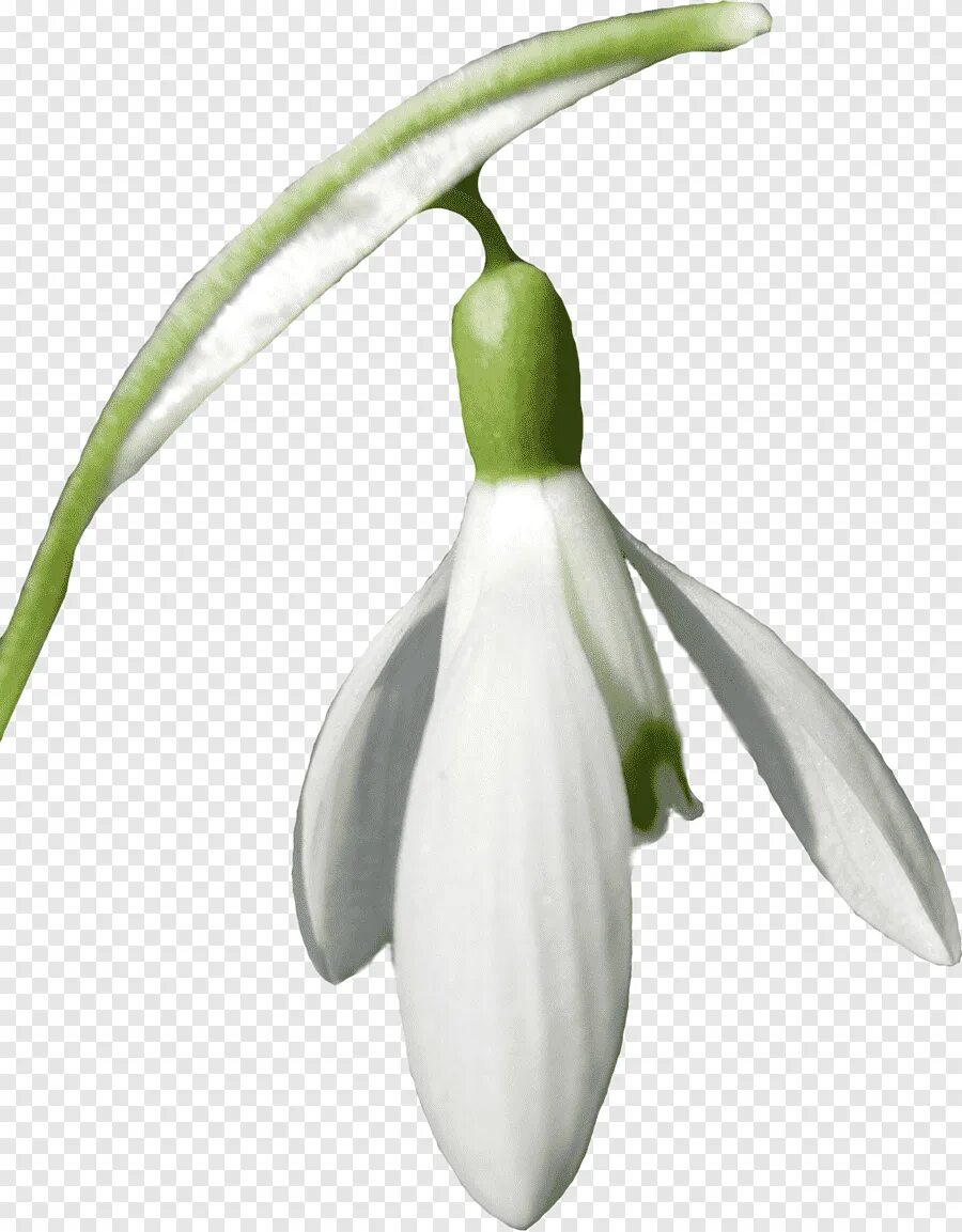 Подснежник на прозрачном фоне. Galanthus ikariae. подснежник. подснежник для детей. подснежники на белом фоне.