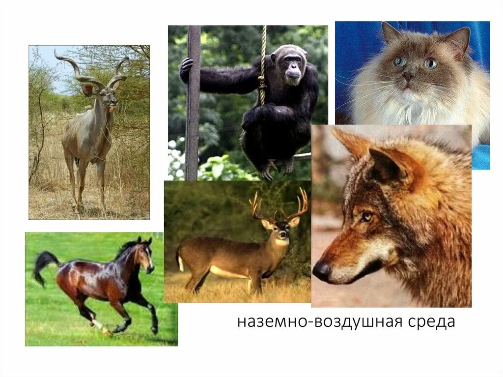 Представители наземно-воздушной среды обитания. Наземновоздушная средаа. Какие есть наземно воздушные животные. Наземно-воздушная среда. Обители нащемно воздушной срелы.