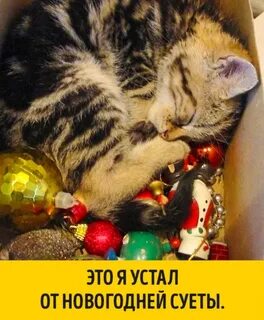 Новой устала
