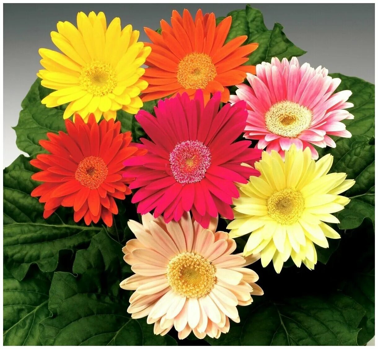 Букет гербер микс. Герберы магазин. Гербера мини помпони. Герберы магазин. Гербера горшечная малиновая.
