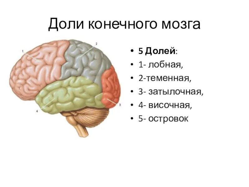 Затылочно теменная область мозга. Теменно-затылочные отделы мозга.