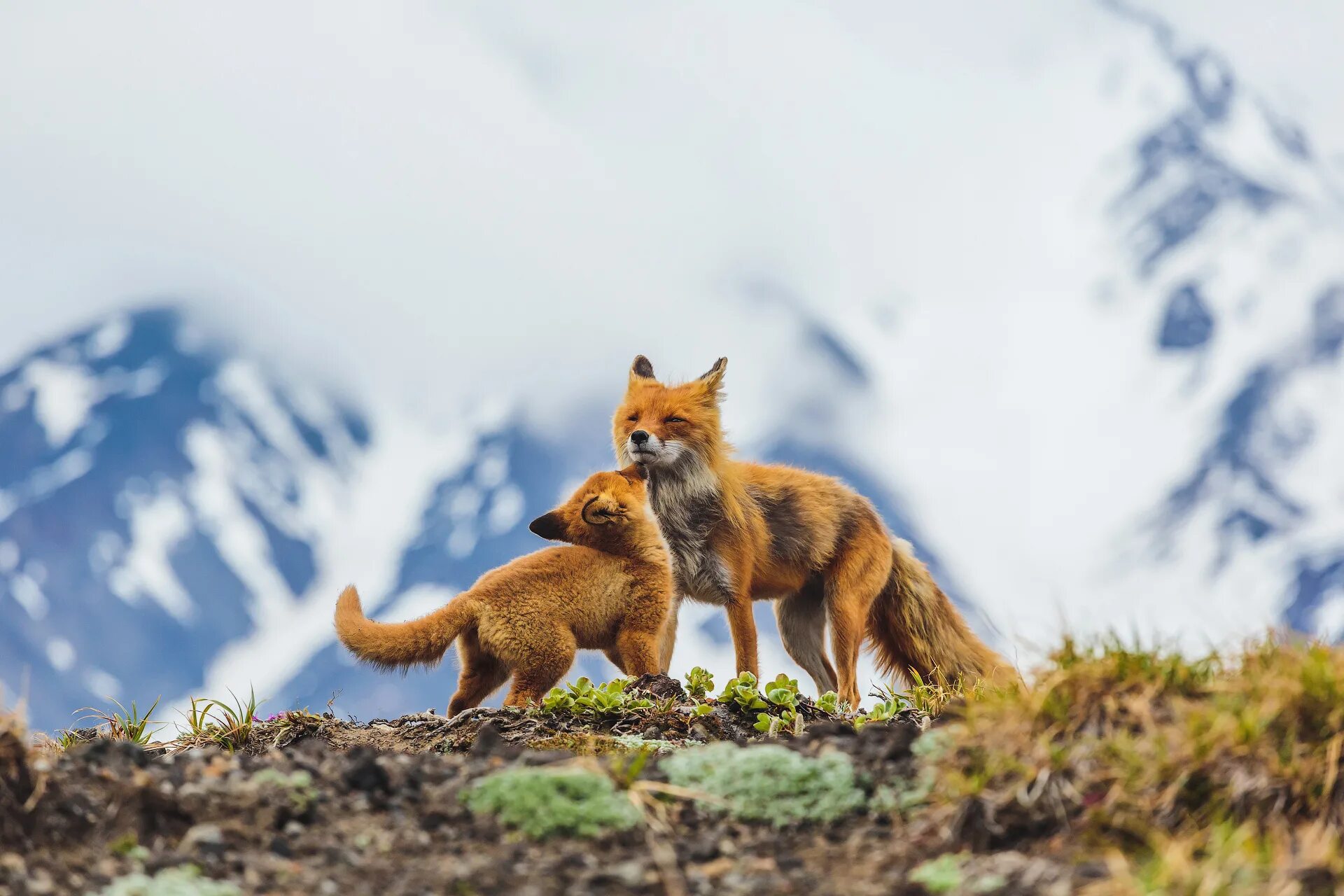 Первозданная земля. Лисица Камчатка. Дикая природа России National Geographic. Природа и животные. Дикие животные Камчатки.