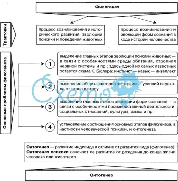 Функции филогенез. Этапы развития психики в филогенезе. Развитие психики в филогенезе по Леонтьеву таблица. Этапы развития психики в онтогенезе таблица. Развитие психики в онтогенезе и филогенезе таблица.