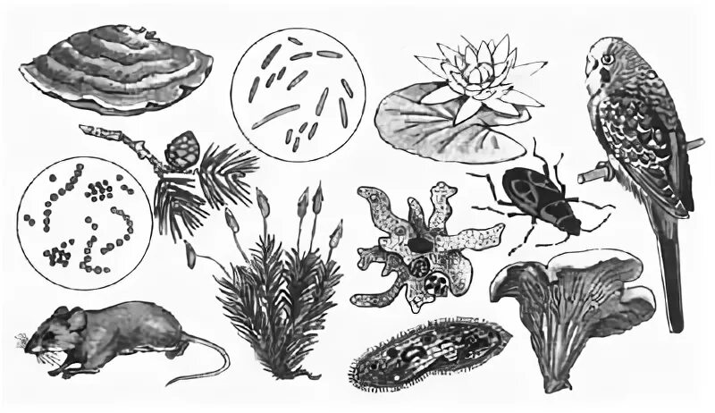 Многообразие растений животных и грибов. Царства живой природы. Организм рисунок. Картинки по биологии. Рисунок царств природы