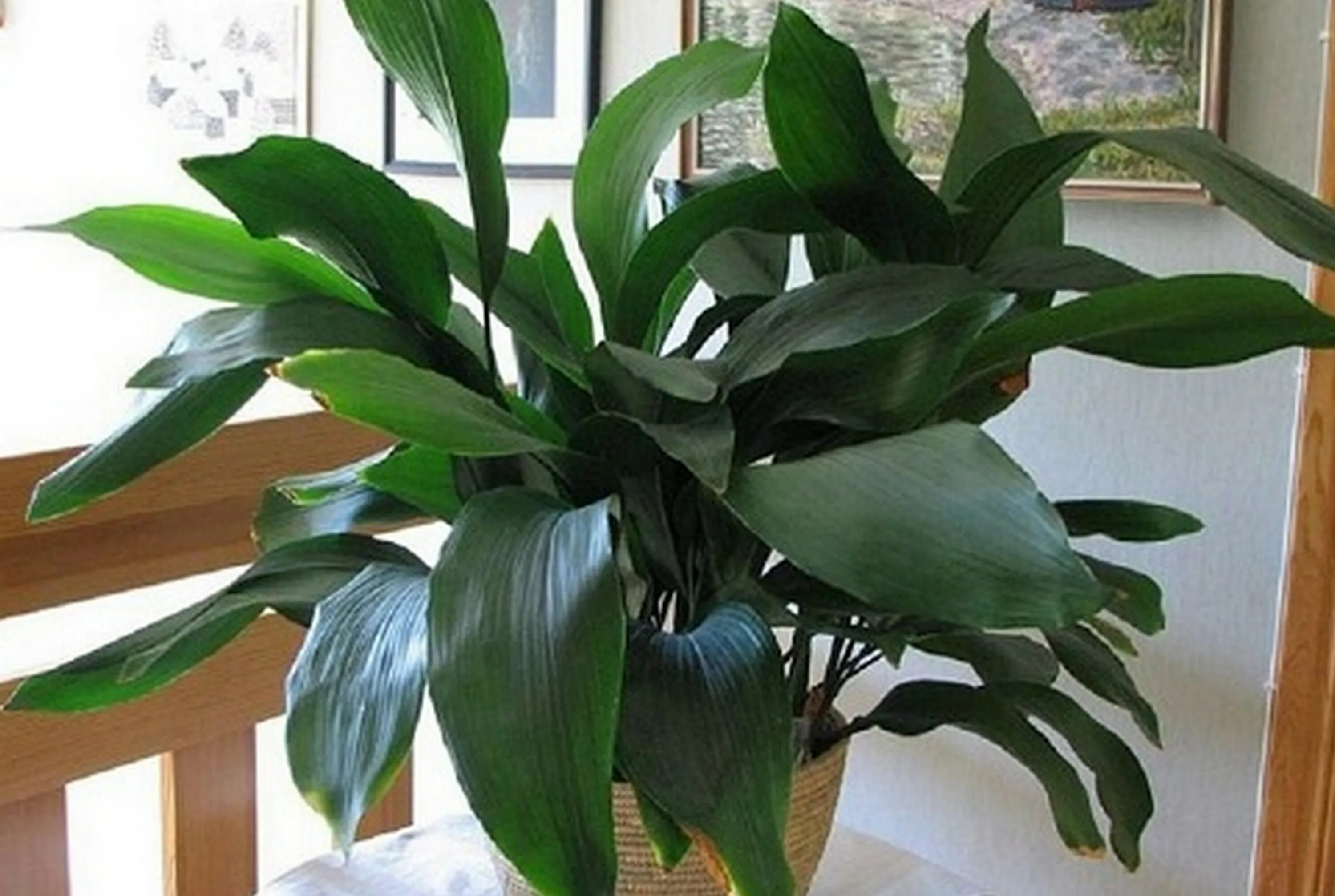 Денежное дерево замиокулькас. Пеперомия магнолиелистная. Комнатные цветы плотные листья. Растение пеперомия туполистная. Замиокулькас долларовое дерево.